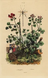 Espèces de géranium, Pelargonium daveyanum 1 et Pelargonium macranthon 2