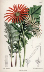 Gerbera jamesoni, fleur orange native du Transvaal (Afrique du Sud). Dessin de Matilda Smith, lithographie de John Nugent Fitch dans Curtis Botanical Magazine, par Joseph Dalton Hooker, publié à Londres, Angleterre, par L. Reeve and Co
