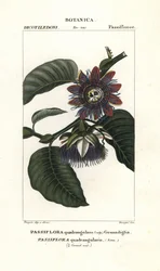 Grenadille géante