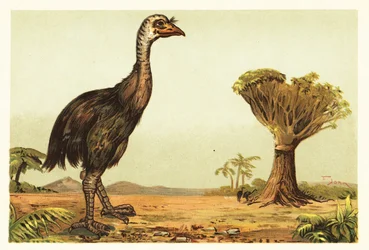 Moa géant et dragonnier. 1908 (lithographie)