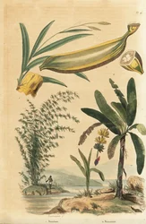Bambou géant épineux, Bambusa bambos (Bambos arundinacea) et bananier avec fruit et coupe transversale, Musa paradisiaca