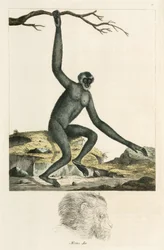 Gibbon