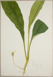 Gingembre