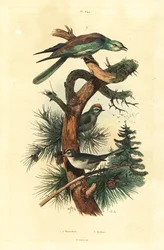 Roitelets, Regulus regulus, et rollier d