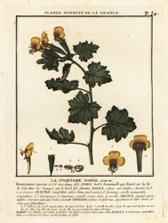 Jusquiame dorée, Hyoscymus aureus