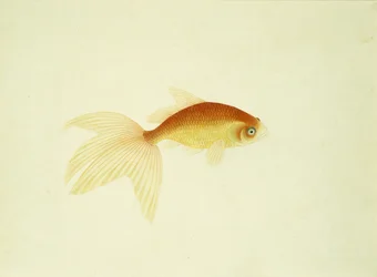 Poissons rouges