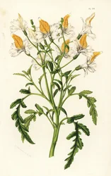 Schizanthus de Graham, Schizanthus grahamii. Lithographie en couleur de Louis van Houtte et Charles Lemaire, Flore des Serres et des Jardins de l
