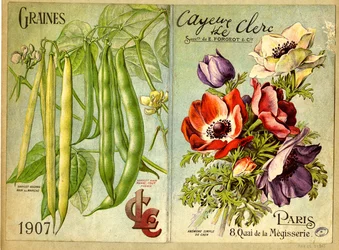 Graines