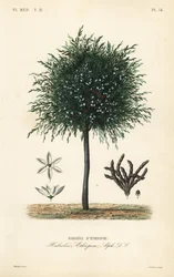 Habzeli d