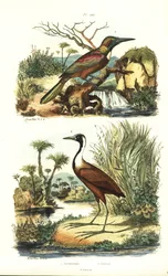 Grand jacamar, Jacamerops aureus, et jacana du Nord, Jacana spinosa