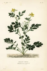 Chélidoine commune, Chelidonium majus