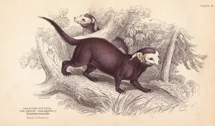 Grison majeur, Gallictis vittata. Gravure sur acier colorée par Lizars d
