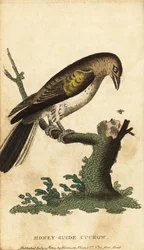 Indicateur à gros bec, Indicator indicator (gravure)