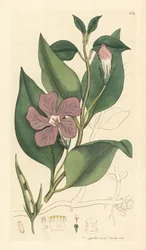 Grande pervenche, Vinca major