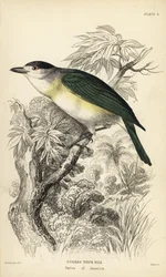 Becard à dos vert, Pachyramphus viridis (Becard de Cuvier, Pachyrhynchus cuvierii). Gravure sur acier coloriée à la main par William Lizars d