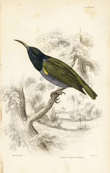 Souimanga à tête verte (Guinée inférieure), Cyanomitra verticalis cyanocephala (Souimanga à dos olive, Cinnyris chloronotus). Gravure sur acier coloriée à la main par William Lizars d