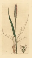 Sétaire verte, Setaria viridis (panic vert, Panicum viride). Gravure sur cuivre coloriée à la main d