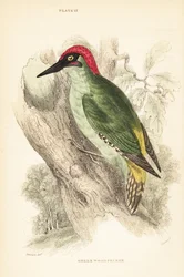 Pic vert, Picus viridis, perché sur un arbre. 1889 (gravure)