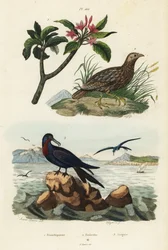 Francolin à ailes grises, Scleroptila afra, frégate du Pacifique, Fregata minor, et frangipanier rouge, Plumeria rubra
