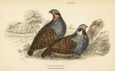 Perdrix grise, Perdix perdix. 1889 (gravure)