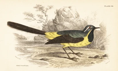 Bergeronnette des ruisseaux, Motacilla cinerea. 1889 (gravure)