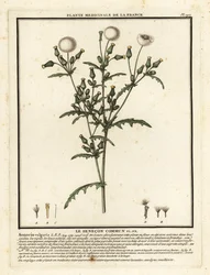 Séneçon commun, Senecio vulgaris