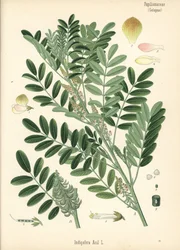 Indigo guatémaltèque ou indigo à petites feuilles, Indigofera suffruticosa (Indigofera anil). Chromolithographie d
