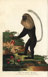Guéréza d