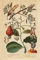 Gommier arabique, Senegalia senegal (Acacia verek) et anacardier, Anacardium occidentale