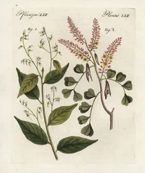 Arbre à benjoin, Styrax benzoin 1, et bois de campêche, Haematoxylon campechianum 2. Gravure sur cuivre coloriée à la main du "Bilderbuch für Kinder" (Livre d