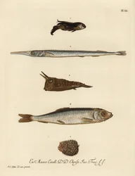 Grondin, Chelidonichthys species 1, poisson-aiguille, Belone belone 2, poisson-vache à longues cornes, Lactoria cornuta 3, hareng, Clupea harengus 4, et poisson-porc-épic à quelques épines, Chilomycterus reticulatus 5. Gravure sur cuivre coloriée à la main