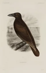 Corbeau hawaïen