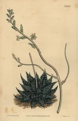 Haworthia minor ou Tulista minima (Aloe perlé le plus petit, Aloe margaritifera minima)