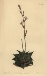 Haworthia mirabilis (Aloe à feuilles rugueuses, Aloe mirabilis)