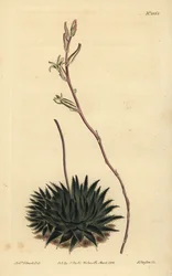 Haworthia pumila ou Tulista pumila (Aloe araignée à feuilles sombres, Aloe arachnoides pumila)