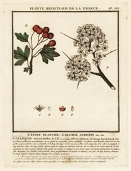 Aubépine, Crataegus rhipidophylla