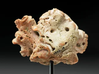 Tête de Méduse, de Bactriane ou Gandhara, IIe-Ier siècle av. J.-C. (corail rose)