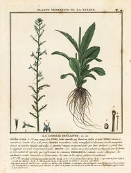 Lobélie brûlante, Lobelia urens