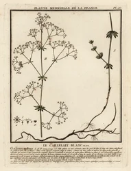 Gaillet mollugine, Galium mollugo