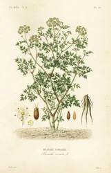Oenanthe safranée, Oenanthe crocata
