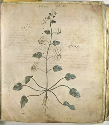 Herbes Géranium