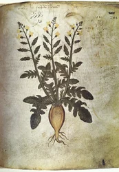 Navet (radis) des herbiers