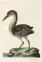 Héron