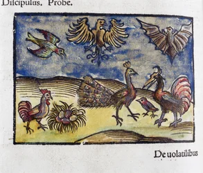 Histoire naturelle, zoologie 16e siècle: oiseaux et chauves-souris