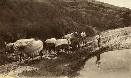 Attelage de bœufs recouvert de tissus basques, début 20ème siècle