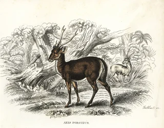 Cerf-cochon, Axis porcinus, en danger. Lithographie en couleur par Gebhart de la Galerie d