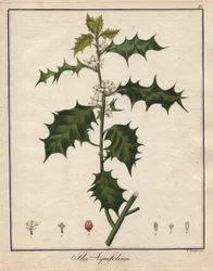Houx. Gravure sur cuivre coloriée, dans "Botanique Médicinale" (publiée à Berlin, Allemagne)