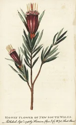 Fleur de miel de Nouvelle-Galles du Sud, Australie
