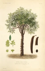 Févier d