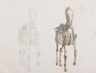 Squelette de cheval, vue de face